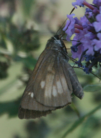 Broad-winged Skipper